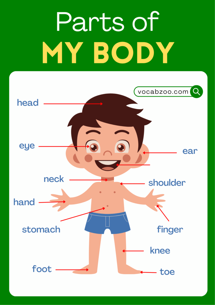 Parts of My Body with their Pictures