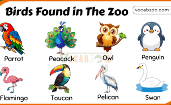 30 Names of Birds Found in the Zoo with Pictures