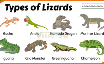 20 Different Types of Lizards in the Reptile Family with Pictures