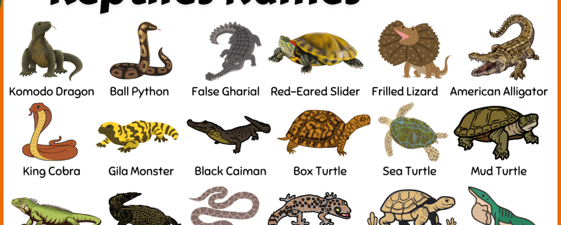 100+ Names of Reptiles in English with Their Pictures | Types of Reptiles
