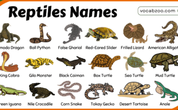 100+ Names of Reptiles in English with Their Pictures | Types of Reptiles