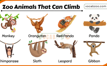 20 Zoo Animals That Can Climb with Their Pictures