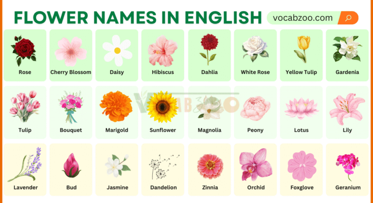 Flowers Name in English with Their Pictures