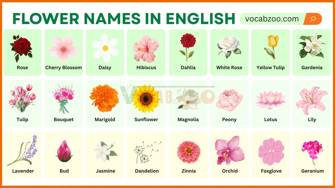 Flowers Name in English with Their Pictures