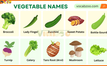 Vegetable Names in English with Their Pictures