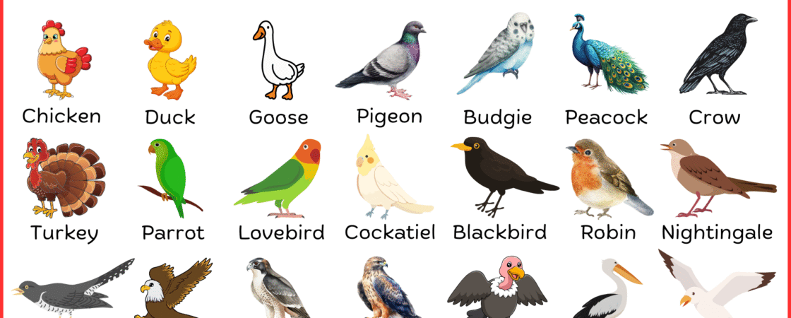 Names of Birds in English With Their Pictures