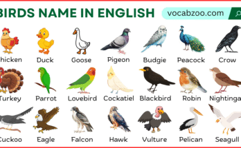 Names of Birds in English With Their Pictures