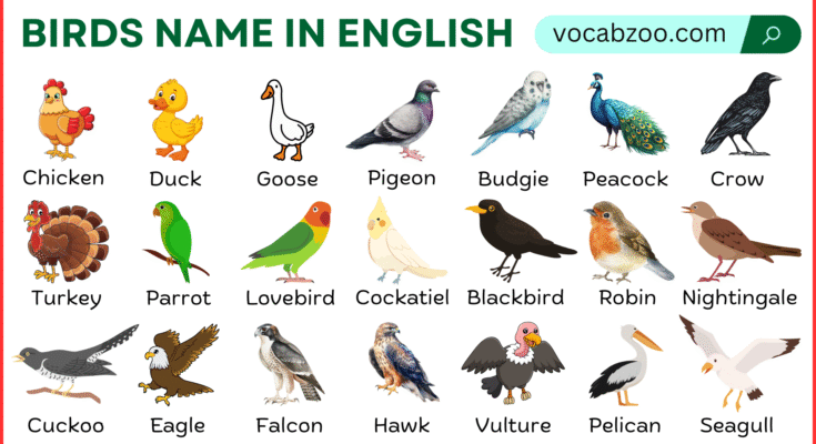 Names of Birds in English With Their Pictures