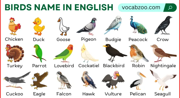 Names of Birds in English With Their Pictures
