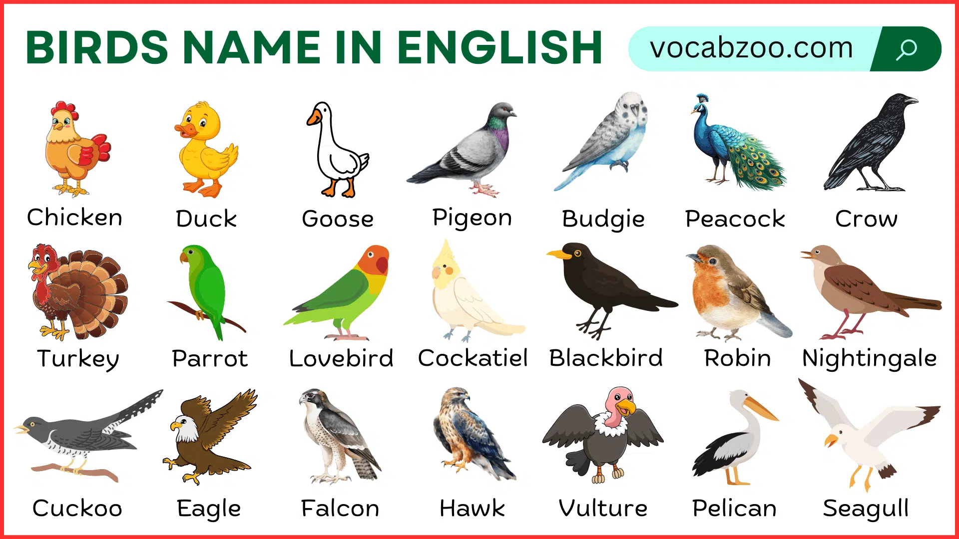 Names of Birds in English With Their Pictures