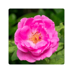 Damask Rose Flower
