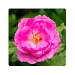 Damask Rose Flower