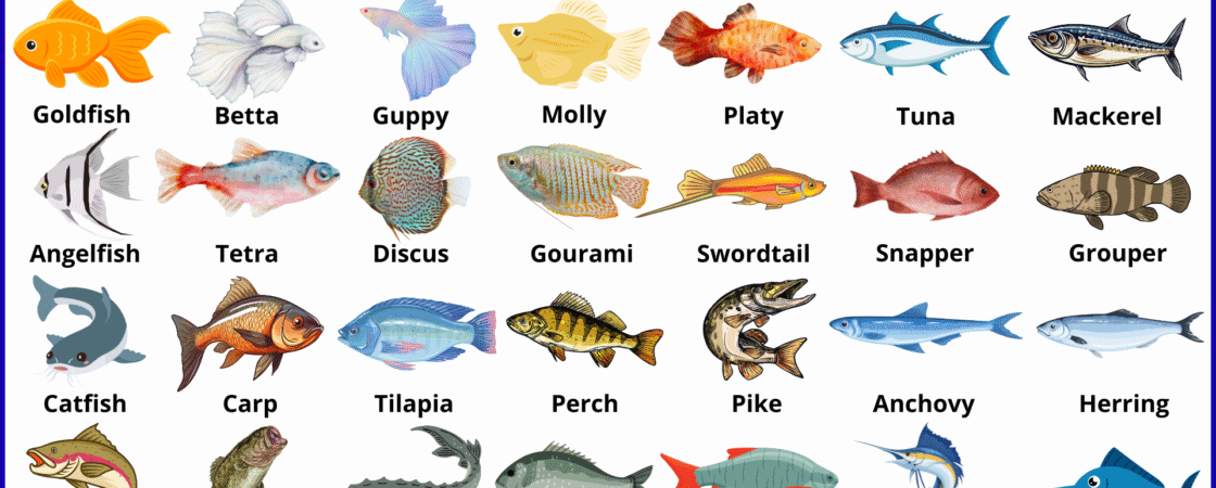 45+ Fish Names in English with Their Pictures
