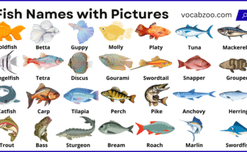 45+ Fish Names in English with Their Pictures