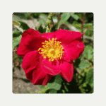 Gallica Rose Flower