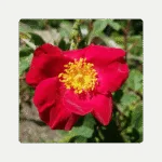 Gallica Rose Flower
