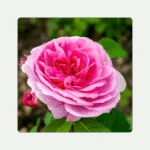 Gertrude Jekyll Flower
