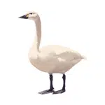 Goose