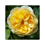 Graham Thomas Flower