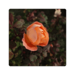 Lady Emma Hamilton Flower