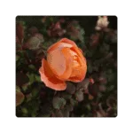 Lady Emma Hamilton Flower