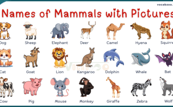 List of 100 Mammals Animals in English with Pictures