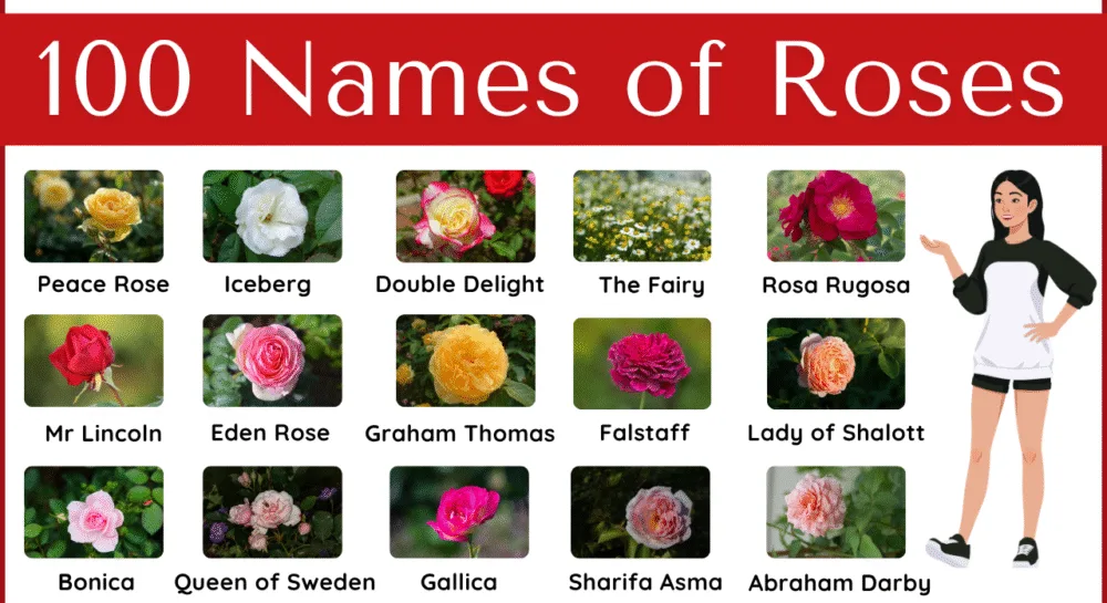 100 Names of Roses List with Pictures