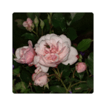 Queen of Sweden Flower