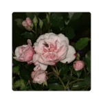 Queen of Sweden Flower