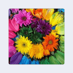 Rainbow’s End Flower