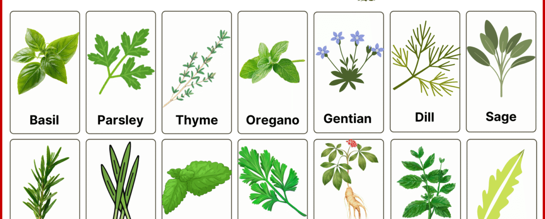List of Herbs and Their Types and Uses with Pictures