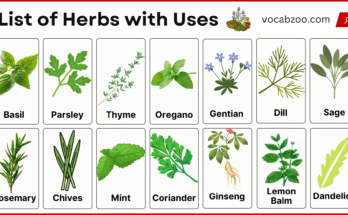 List of Herbs and Their Types and Uses with Pictures