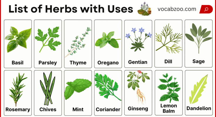 List of Herbs and Their Types and Uses with Pictures