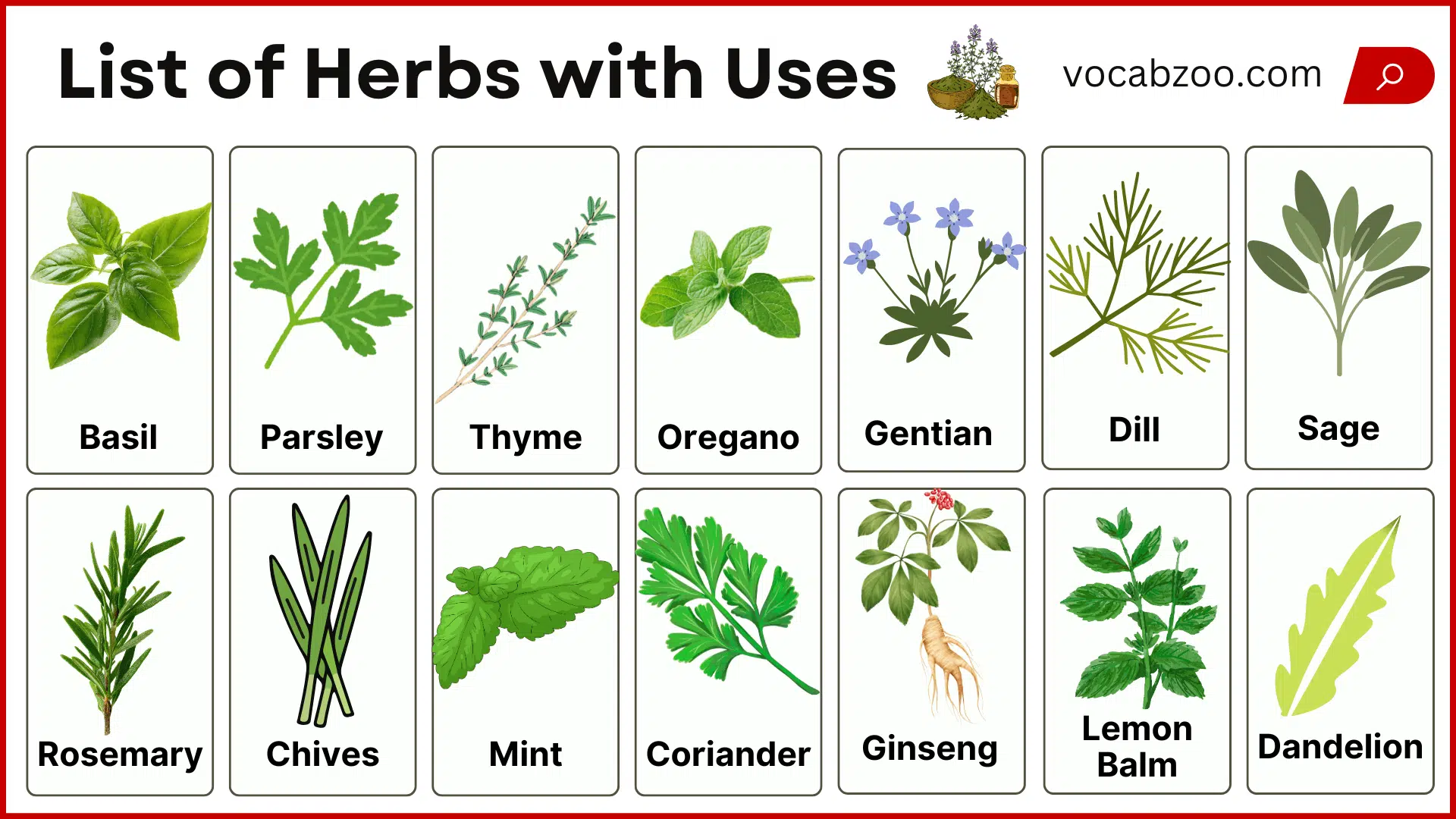 List of Herbs and Their Types and Uses with Pictures