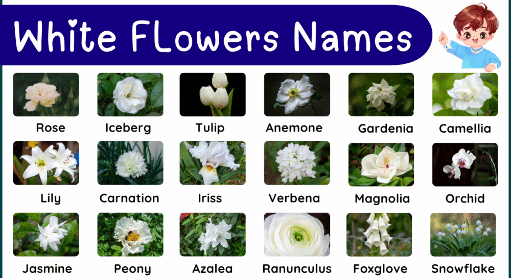 White Color Flowers Names With Symbolism and Pictures