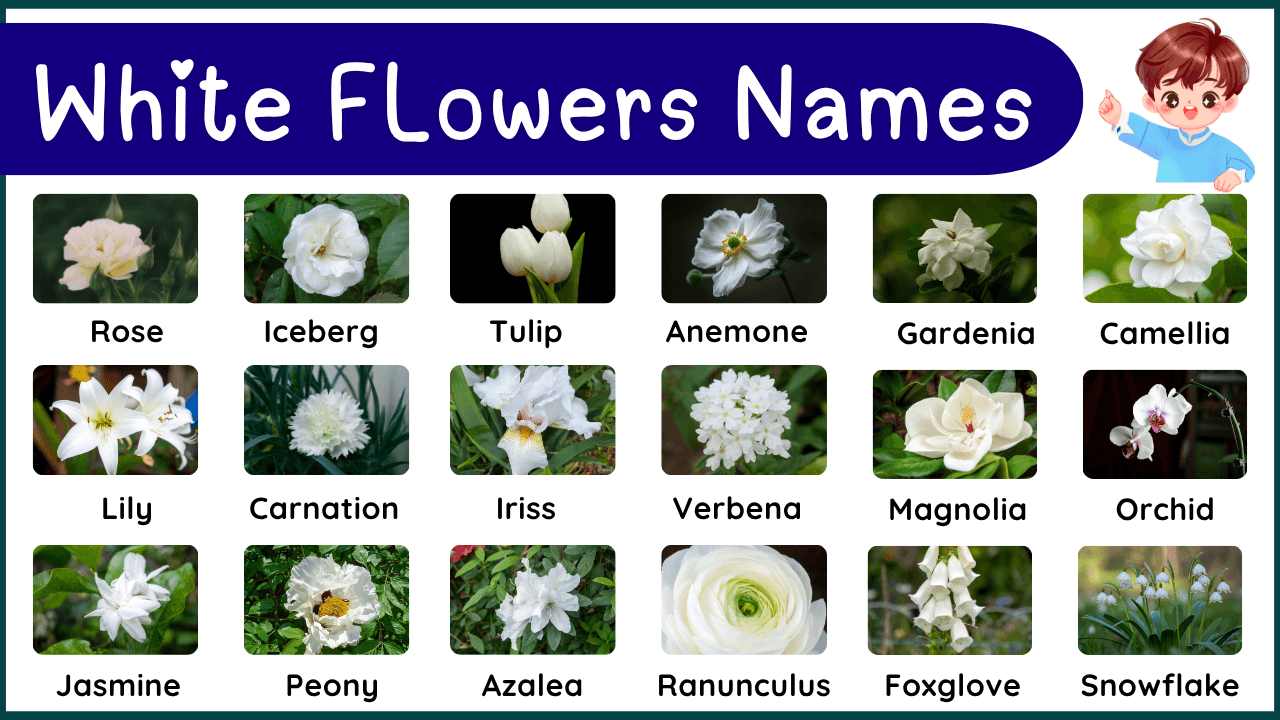 White Color Flowers Names With Symbolism and Pictures