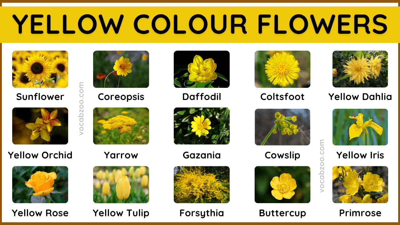 50 Yellow Colour Flowers Name and Their Pictures