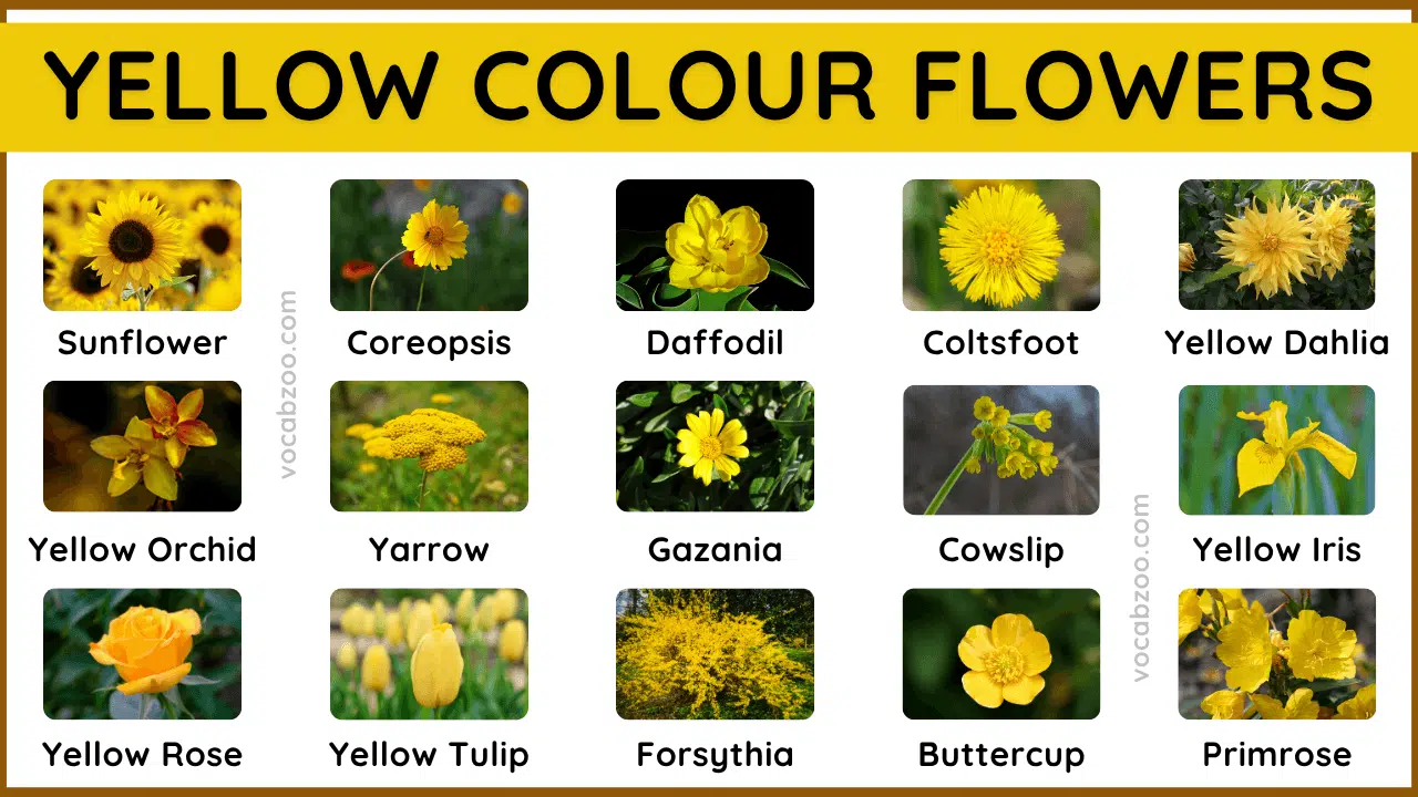 50 Yellow Colour Flowers Name and Their Pictures