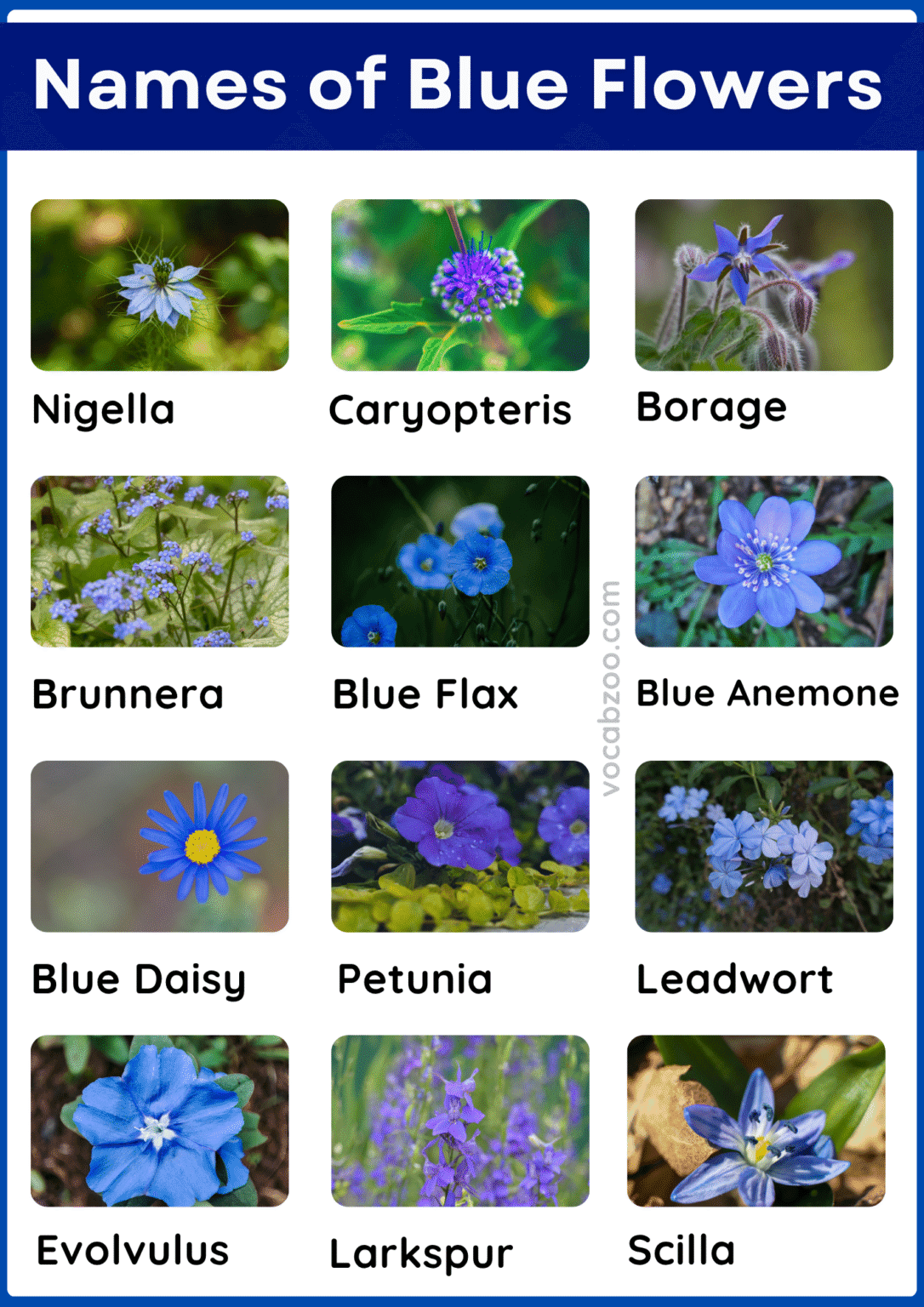 Names For Blue 59 Blue Flowering Plants Name in English and Pictures