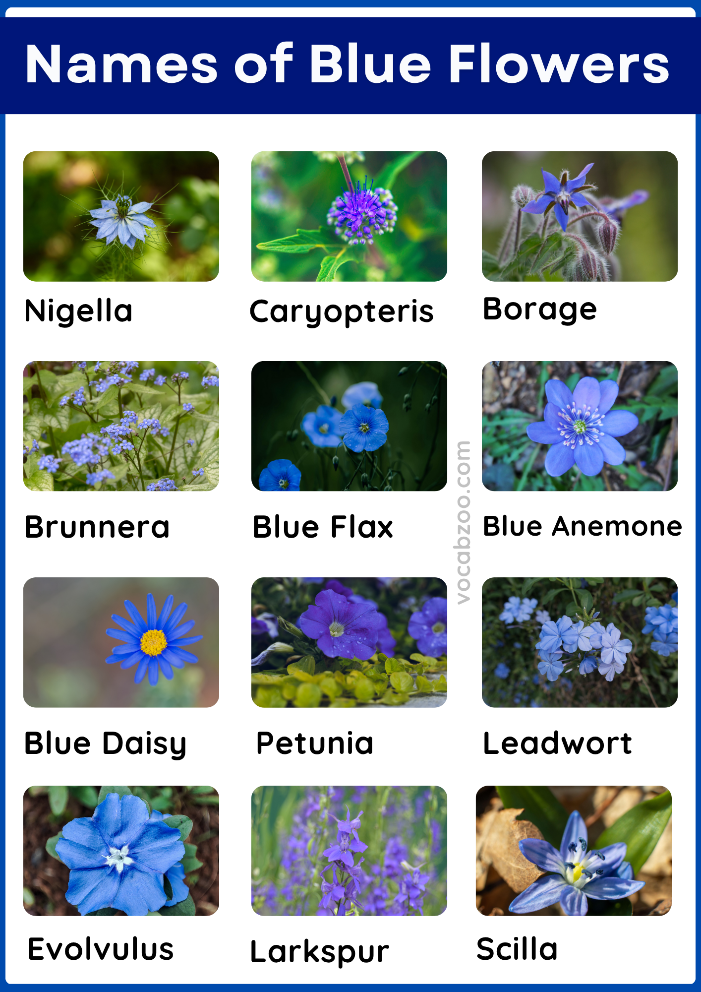 59 Blue Flowering Plants Name in English and Pictures