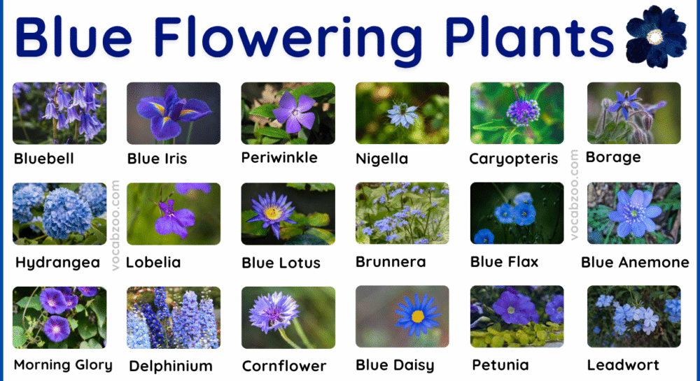 59 Blue Flowering Plants Name in English and Pictures