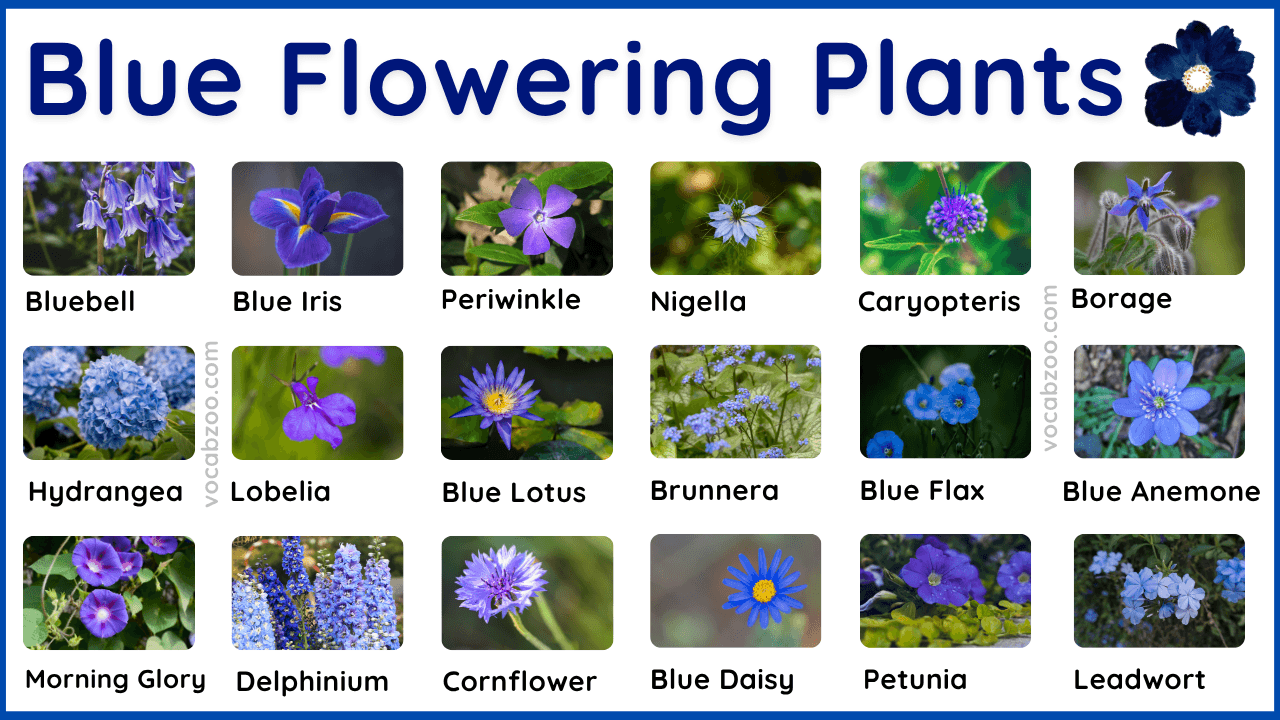 59 Blue Flowering Plants Name in English and Pictures