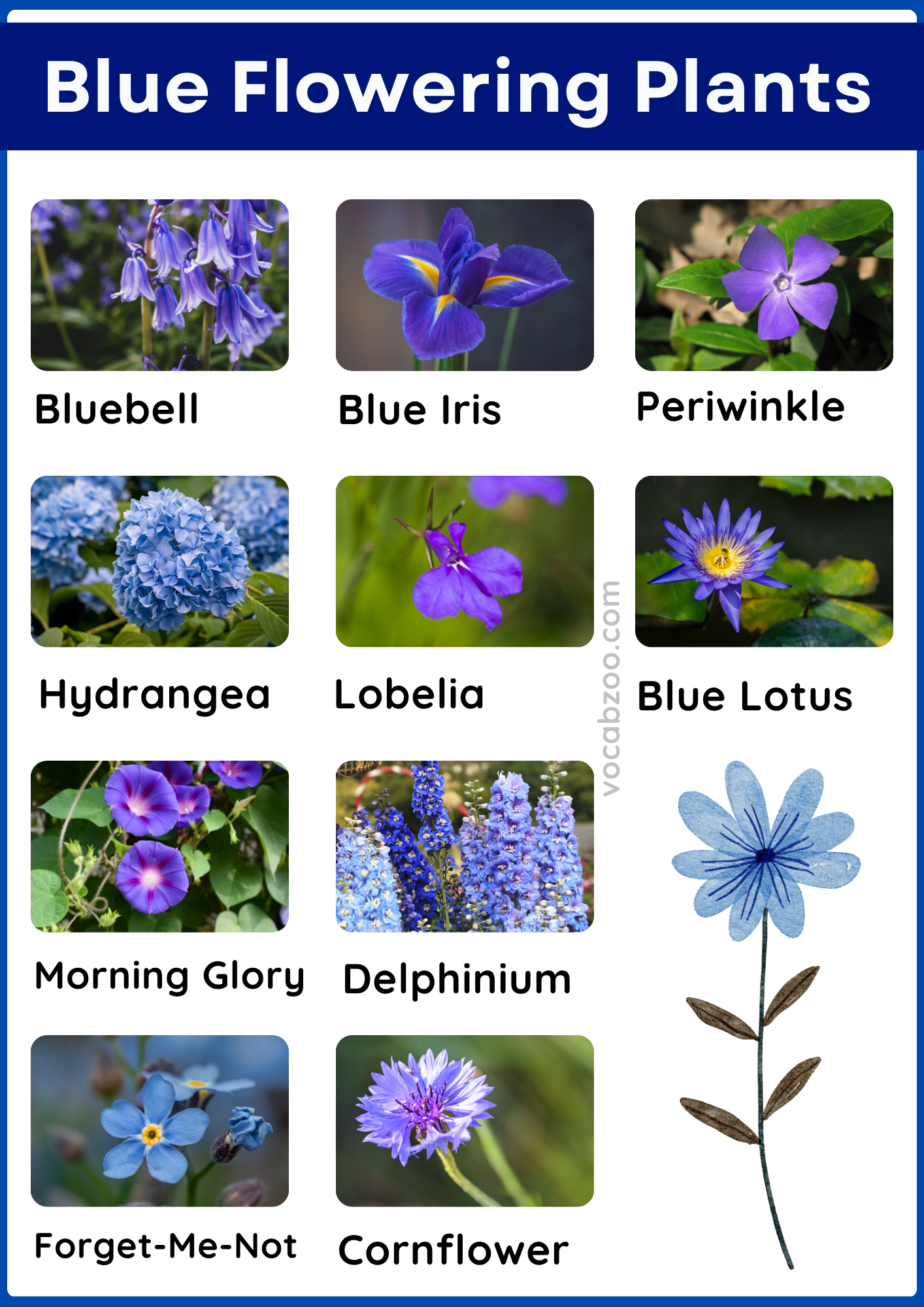 59 Blue Flowering Plants Name in English and Pictures