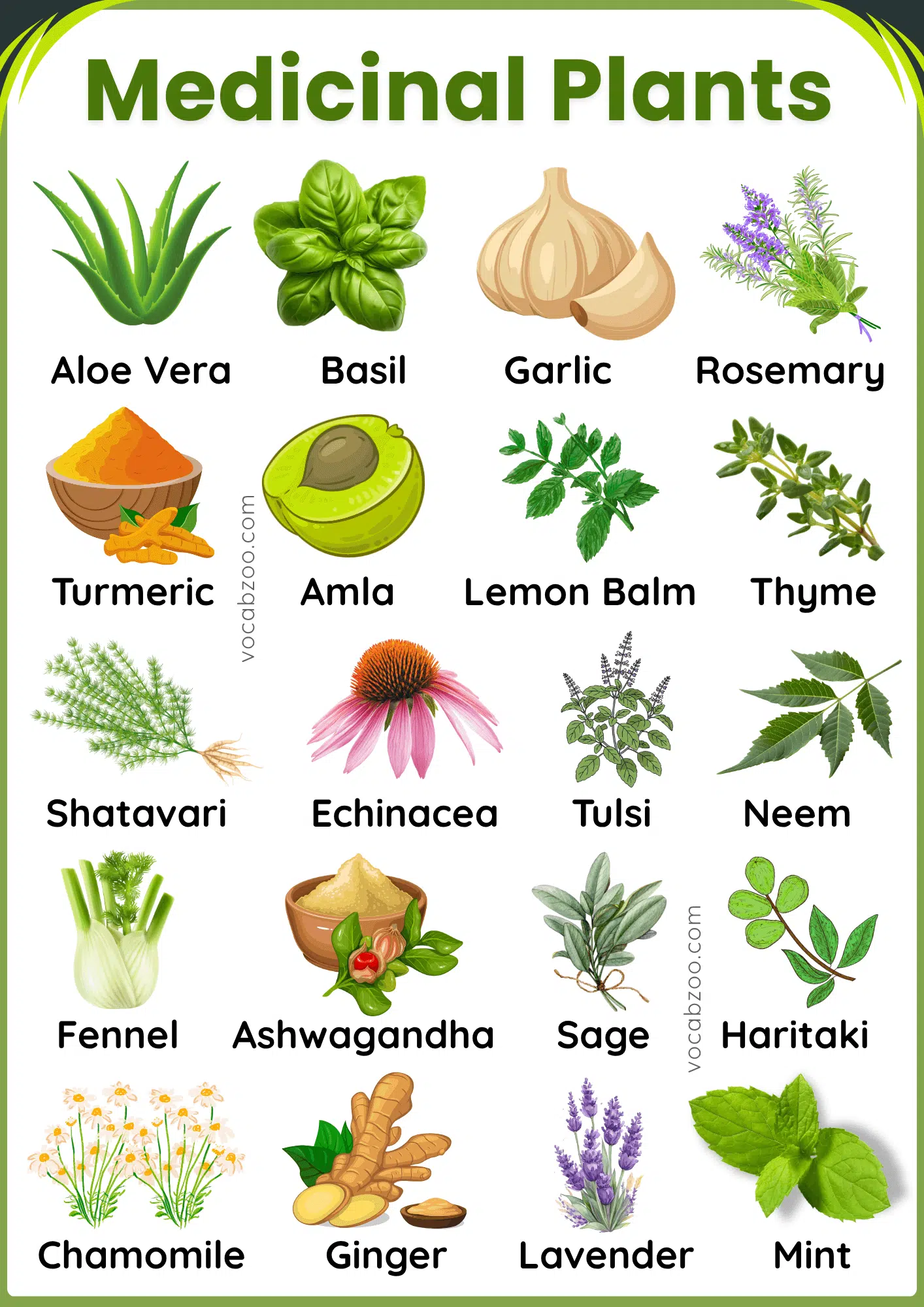 100 Medicinal Plants Names in English with Benefits and Pictures