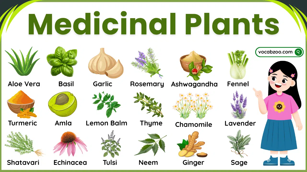 100 Medicinal Plants Names in English with Benefits and Pictures