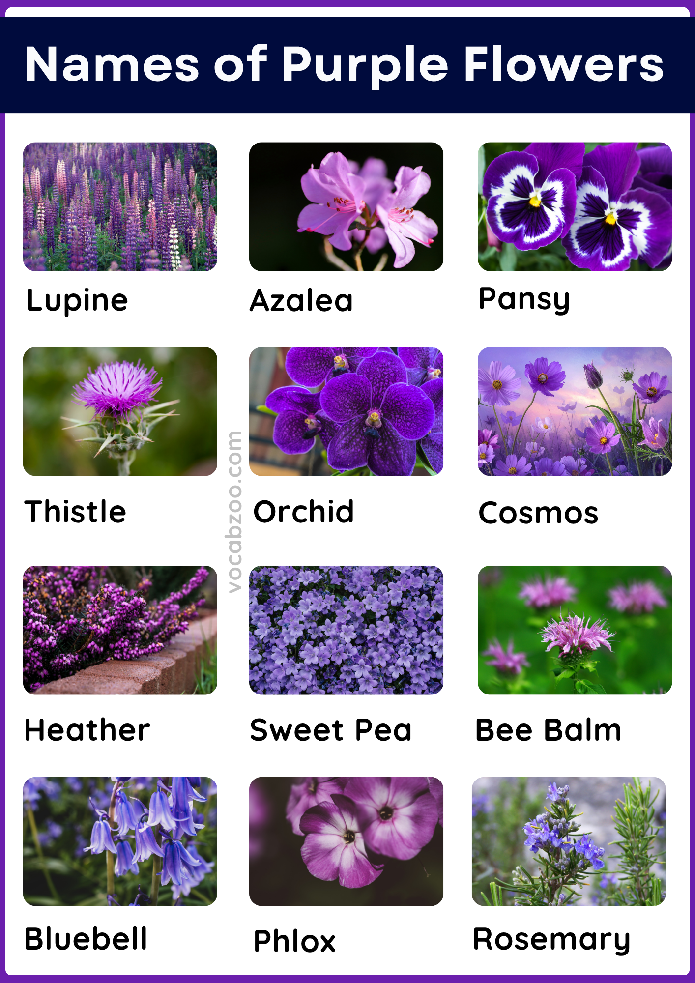 50 Purple Flowering Plants Names in English and Pictures