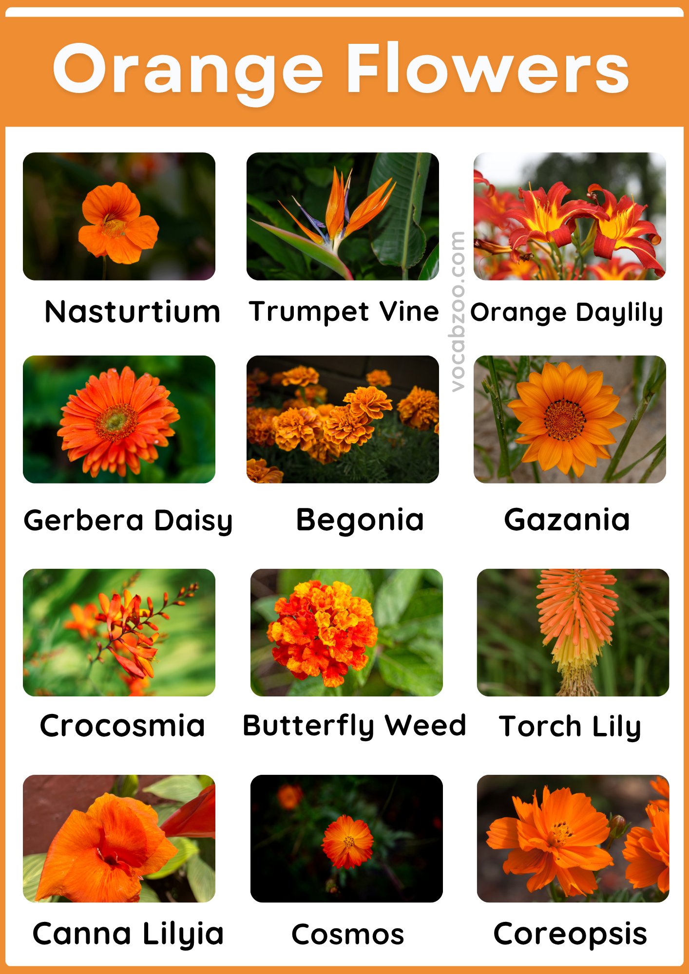 40 Orange Flowering Plants Name in English and Pictures