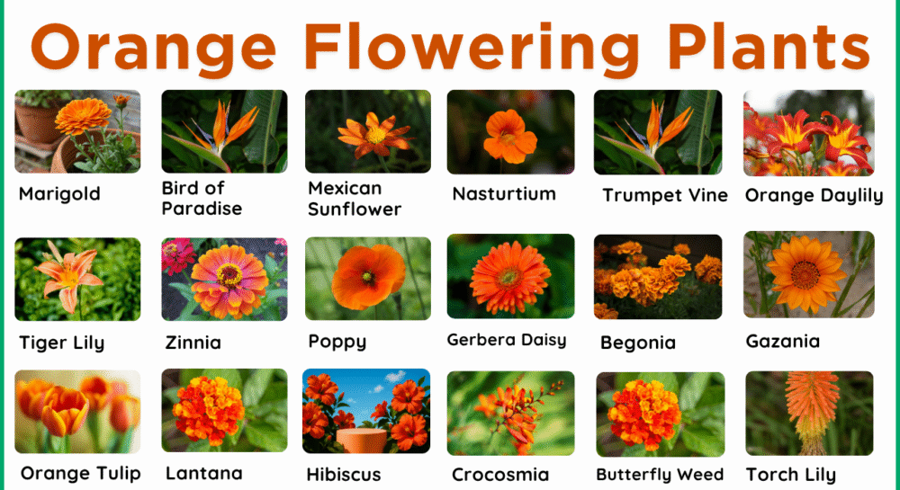 40 Orange Flowering Plants Name in English and Pictures