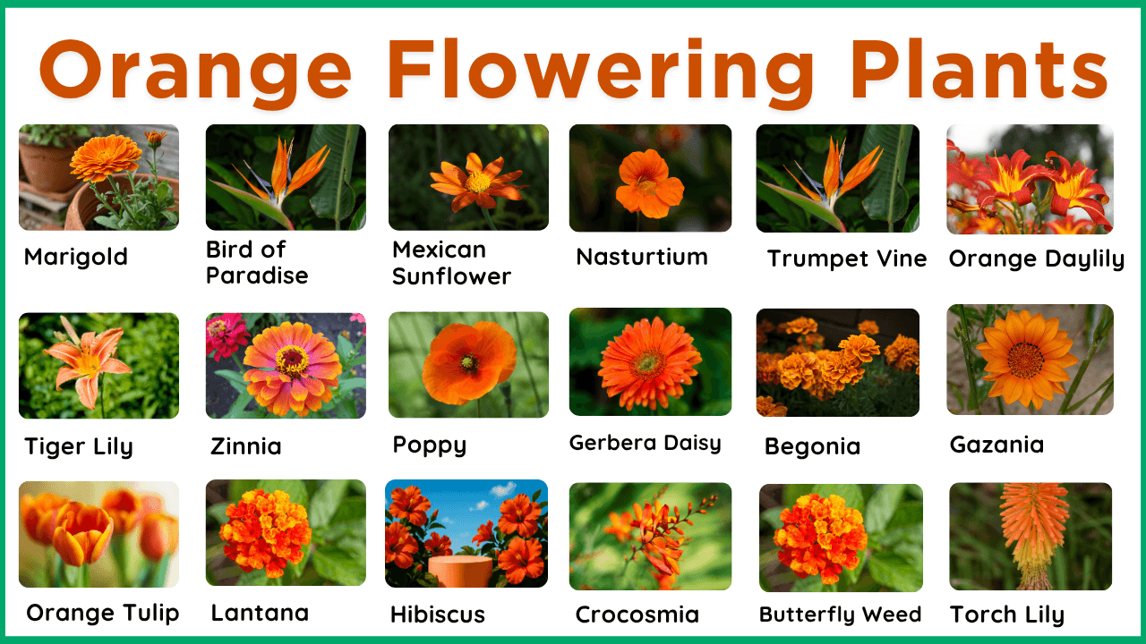 40 Orange Flowering Plants Name in English and Pictures