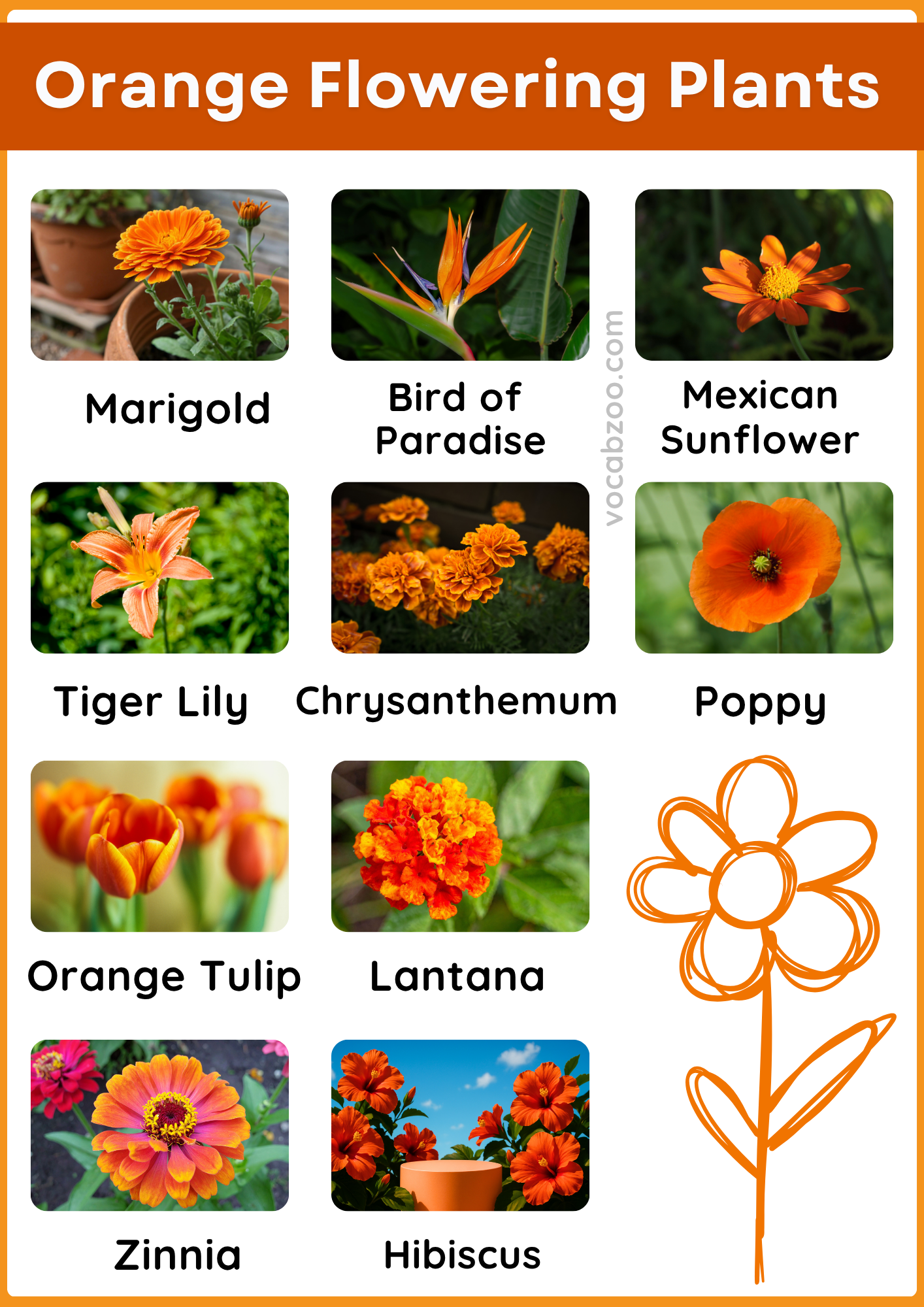 40 Orange Flowering Plants Name in English and Pictures